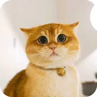 🐱 emoji 𝙉𝙚𝙫𝙚𝙧𝙡𝙖𝙣𝙙 🇱🇰 💬 Telegram sticker 24 of 102