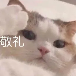 🫡 emoji 早睡早起身体好 @GD_LM Telegram sticker 13 of 70