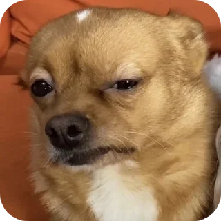 🐶 emoji acel woii @dorayakiQ Telegram sticker 24 of 28