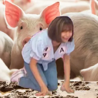 🐷 emoji Jihyoe Telegram sticker 16 of 25