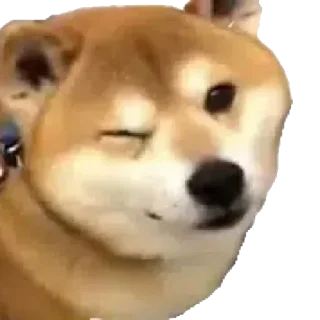 🐶 emoji 𝘽𝙂 😎s kang pack Telegram sticker 20 of 120