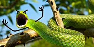 😡 emoji SNAKES @animestickerchannel Telegram sticker 14 of 60