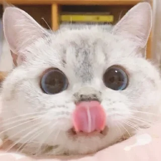 😛 emoji Zuzu & Nana Reactions Telegram sticker 8 of 35