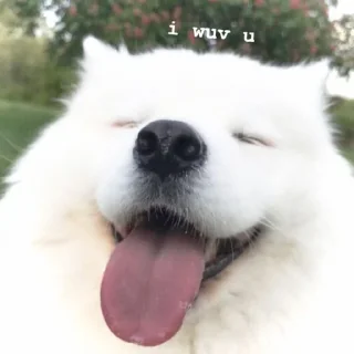 🐶 emoji @incheonkid as samoyed Telegram sticker 12 of 15