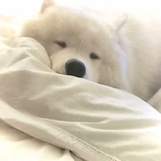 🐶 emoji @incheonkid as samoyed Telegram sticker 7 of 15