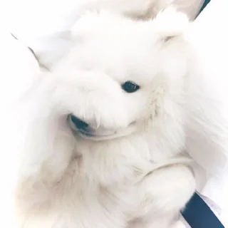 🐶 emoji @incheonkid as samoyed Telegram sticker 5 of 15