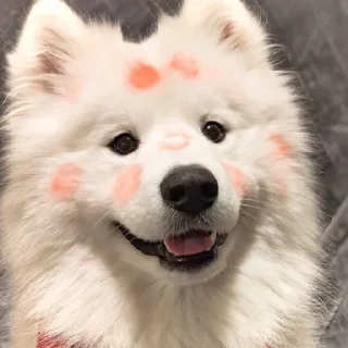 Sticker from @incheonkid as samoyed
