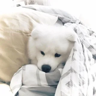 Sticker from @incheonkid as samoyed