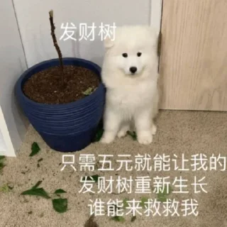 😅 emoji 萨摩耶(Samoyed) & more by @momo_li ⭐️ Telegram sticker 14 of 120
