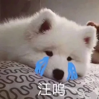 😇 emoji 萨摩耶(Samoyed) & more by @momo_li ⭐️ Telegram sticker 12 of 120