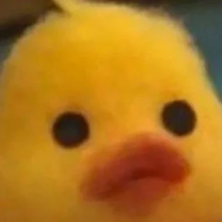 🦆 emoji ㅤ ★ ، ducky @DIARYMONCHYZ Telegram sticker 21 of 26