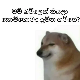 😂 emoji Cheems Sinhala Version by @HARP_Tech 🇱🇰 Telegram sticker 7 of 7