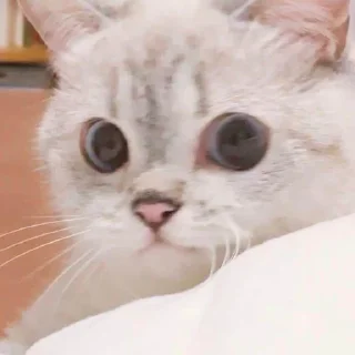 😏 emoji kitty kitty Telegram sticker 10 of 12