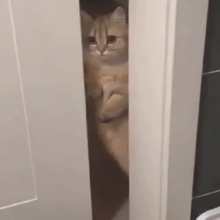 WebM
