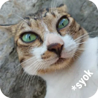 🐱 emoji Saturnusss #01 Telegram sticker 15 of 120