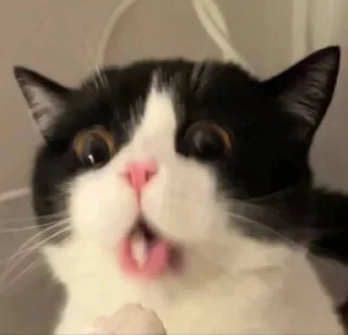 🤪 tanselatan🐯, стікер Telegram 20 з 27