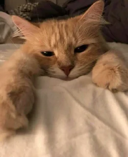 🙄 tanselatan🐯, стікер Telegram 5 з 27