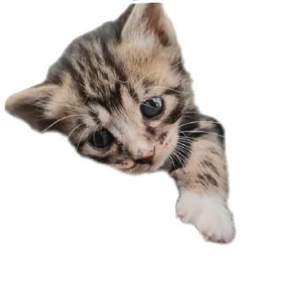 🐱 emoji Cats And Memes Telegram sticker 10 of 26