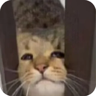 🐱 emoji Cats And Memes Telegram sticker 22 of 26