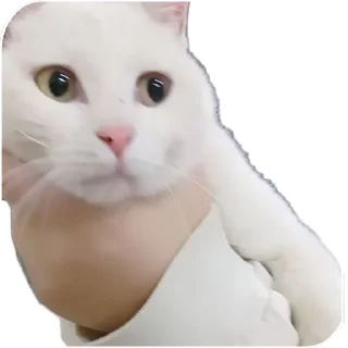 🐱 emoji Cats And Memes Telegram sticker 12 of 26