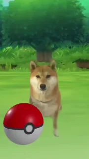 😂 emoji Shiba Inu Vimdeos #3 @LegendaryKeys Telegram sticker 9 of 26