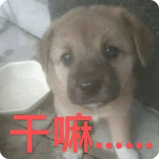 Sticker from 正版浪新 @langxintv