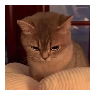 😒 emoji Flirting cats by sujay 😂 Telegram sticker 3 of 41