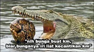 🐊 emoji Peliharaan nya @psychologyeol Telegram sticker 18 of 32