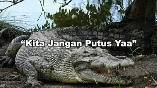 🐊 emoji Peliharaan nya @psychologyeol Telegram sticker 19 of 32