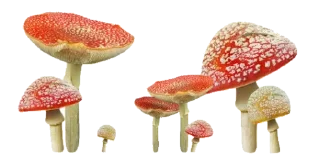 🍄 emoji ･ﾟ@paisleylaw 𓍊𓋼 Telegram sticker 8 of 19