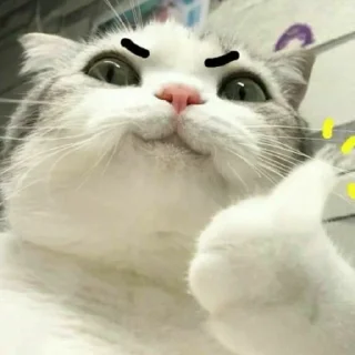 👍 cats, стикер Telegram 6 из 120