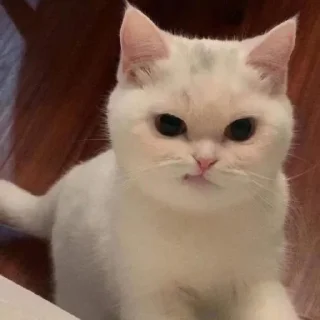😡 sin, стікер Telegram 14 з 58