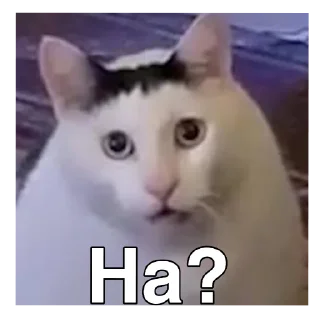 🐱 HAHA, Telegram sticker 7 of 111