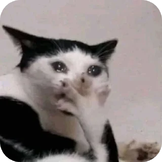 🐱 Saturnusss #01, стікер Telegram 22 з 120