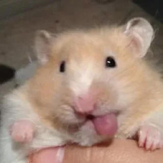 🐭 im just a mouse, стикер Telegram 5 из 12