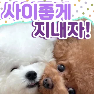 🐶강아지단🐶