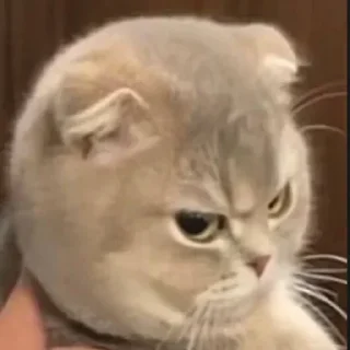 😡 乃乃专用表情包🌈, стикер Telegram 8 из 108
