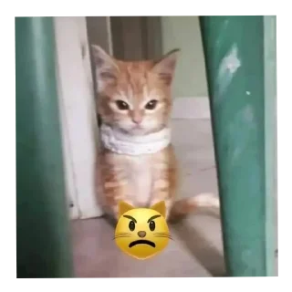 🐱 Punya Jena. @JahminNa, Telegram sticker 11 of 116