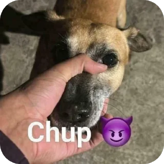 🐶 DEAD ⚚, стікер Telegram 19 з 44