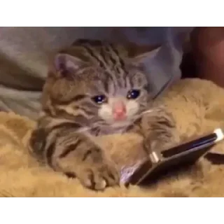 😥 @OnLy_Rasyad's ThunderUserbot Vol.1, стікер Telegram 9 з 120