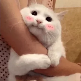🥰 🧏🏻‍♀️, стикер Telegram 21 из 30