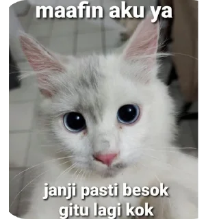 🐱 https://nanapunya, Telegram sticker 22 of 27