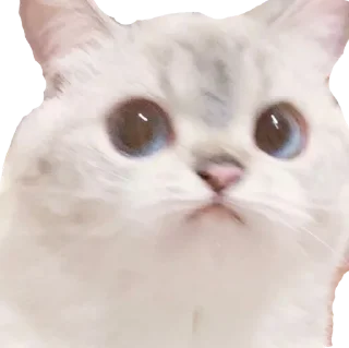 😐 cats, sticker Telegram 14 sur 30