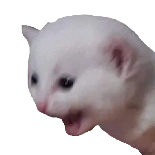 😱 cats, sticker Telegram 12 sur 30