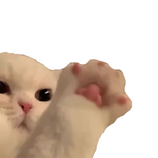 🖐 cats, sticker Telegram 10 sur 30