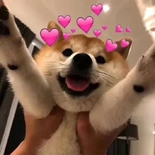 ❤️ 飞机号 代开会员👉 @oppo005, стікер Telegram 20 з 37