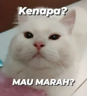😌 anak ayam punya nadia, sticker Telegram 8 sur 120