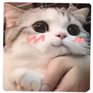 ☺ Ciallo～(∠・ω＜)⌒⭐, sticker Telegram 21 sur 70