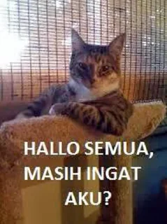 👋 Kucing, стікер Telegram 6 з 21