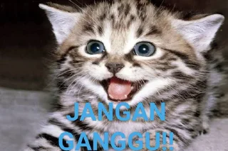 😠 Kucing, стікер Telegram 9 з 21